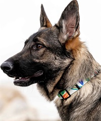 WOLFGANG/ウルフギャング 犬用 首輪 FeatheredFriend Collar Sサイズ WC-001-85(WT-S)