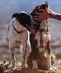 WOLFGANG ウルフギャング 犬用 ハーネス WolfMountain Harness Lサイズ 中型犬用 大型犬用 胴輪 ウルフマウンテン グレー系 WH-003-83(GY-L)