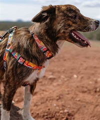 WOLFGANG/ウルフギャング 犬用 ハーネス PackLeader Harness Lサイズ WH-003-84