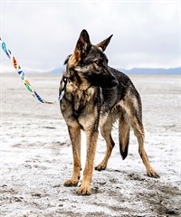 WOLFGANG/ウルフギャング 犬用 リード FeatheredFriend Leash Mサイズ WL-002-85(WT-M)