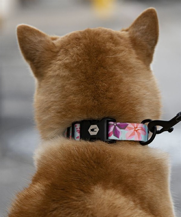 WOLFGANG ウルフギャング 犬用 首輪 DigiFloral Collar Sサイズ 超小型犬用 小型犬用 デジフローラル カラー ピンク系 WC-001-96