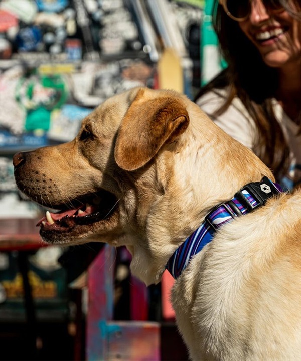 WOLFGANG ウルフギャング 犬用 首輪 MarbleWave Collar Lサイズ 中型犬用 大型犬用 マーブルウェイブ カラー ブルー系 WC-003-102