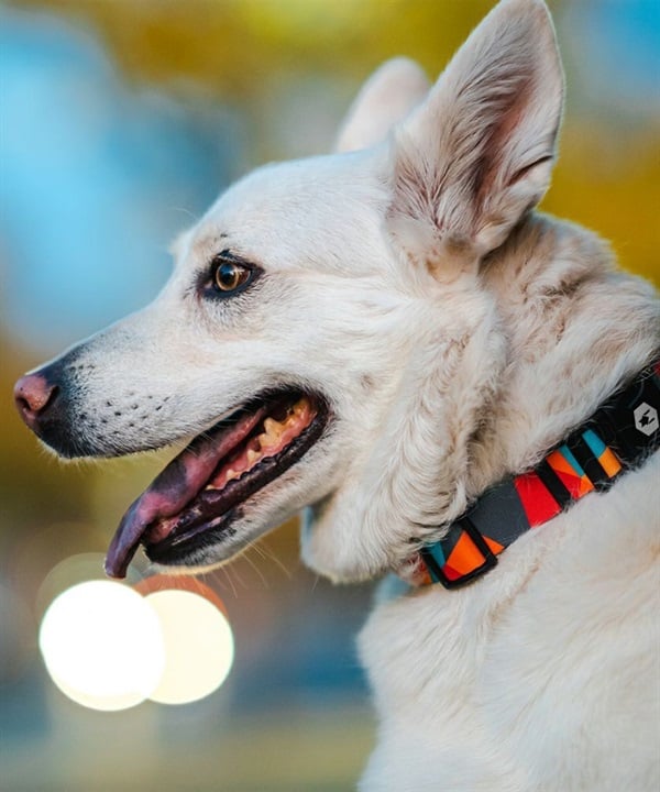 WOLFGANG ウルフギャング 犬用 首輪 ShatterShapes Collar Lサイズ 中型犬用 大型犬用 シャッターシェイプス カラー マルチカラー WC-003-105