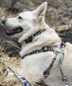 WOLFGANG ウルフギャング 犬用 リード GrandView LEASH Sサイズ 小型犬用 グランドビュー リーシュ マルチカラー WL-001-02(MULTI-S)