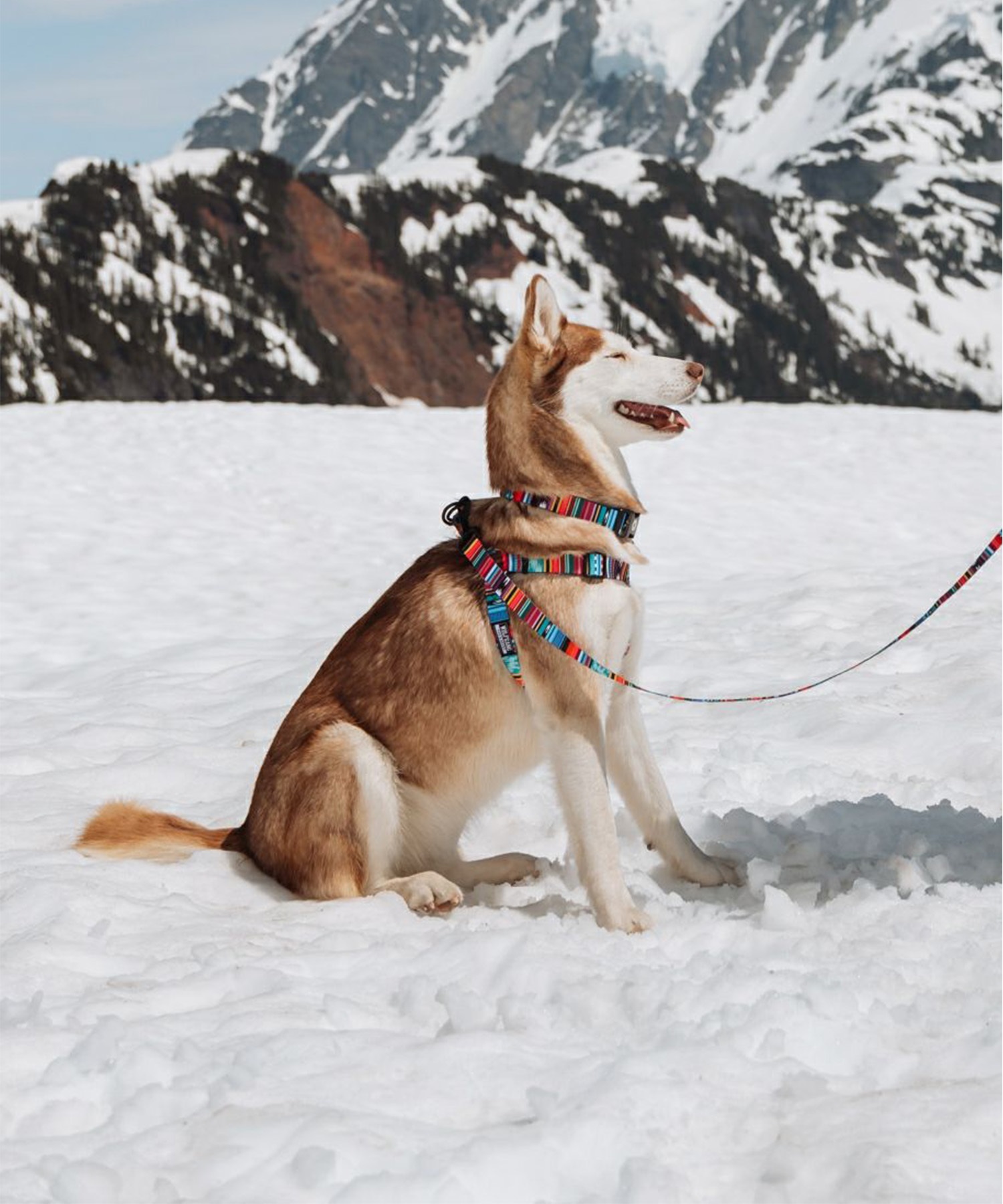 WOLFGANG ウルフギャング 犬用 リード Quetzal LEASH Mサイズ 中型犬用 大型犬用 ケツァール リーシュ マルチカラー WL-002-07(MULTI-M)