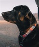 WOLFGANG ウルフギャング 犬用 首輪 Quetzal COLLAR Lサイズ 中型犬用 大型犬用 ケツァール カラー マルチカラー WC-003-07(MULTI-L)