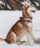 WOLFGANG ウルフギャング 犬用 ハーネス Quetzal HARNESS Mサイズ 小型犬用 中型犬用 胴輪 ケツァール マルチカラー WH-002-07(MULTI-M)