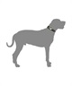 WOLFGANG ウルフギャング 犬用 首輪 DarkFloral COLLAR Mサイズ 小型犬用 中型犬用 ダークフローラル カラー 花柄 ブラック WC-002-00(BK-M)