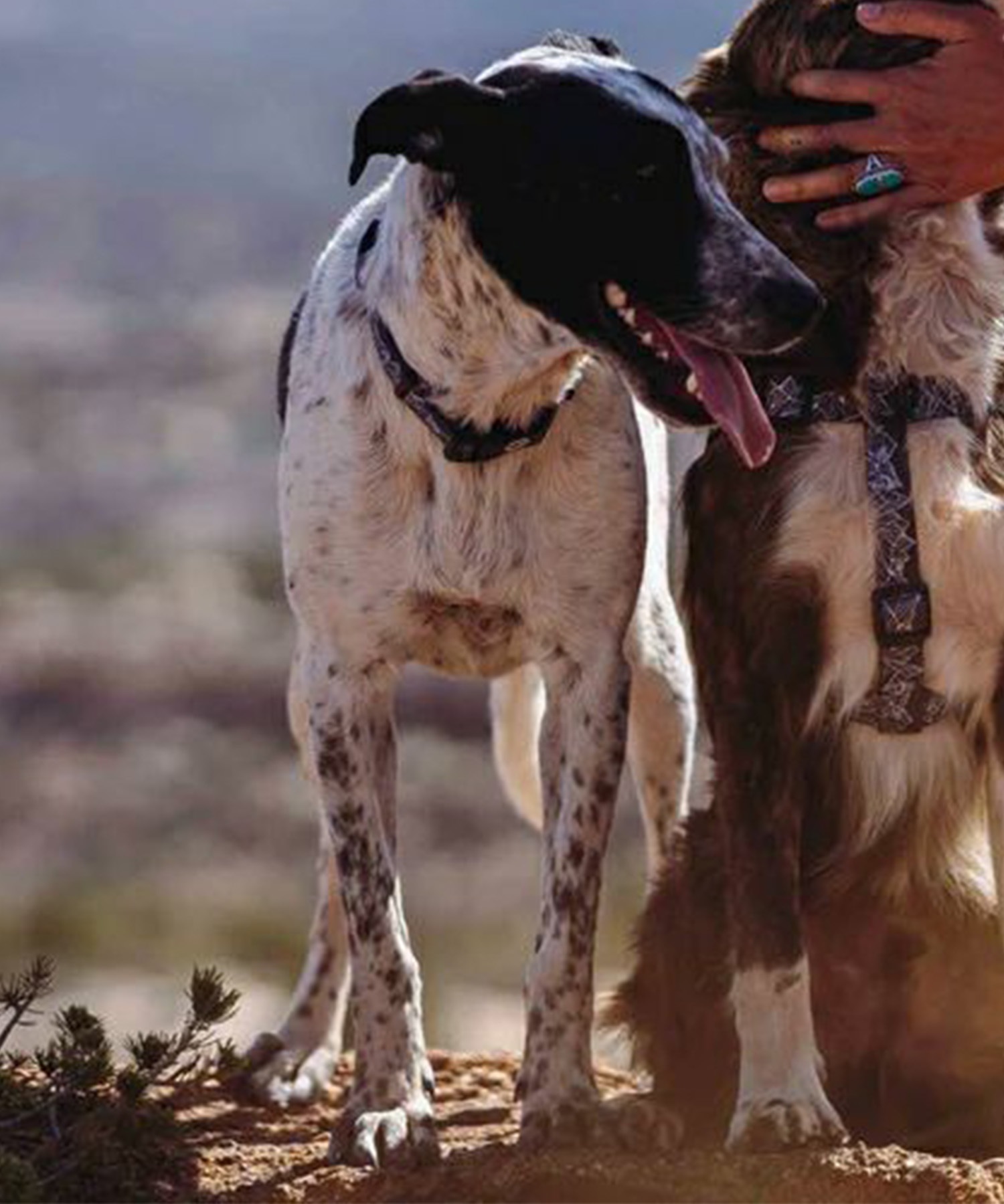 WOLFGANG ウルフギャング 犬用 首輪 WolfMountain Collar Sサイズ 超小型犬用 小型犬用 ウルフマウンテン カラー グレー系 WC-001-83(GY-S)