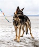 WOLFGANG/ウルフギャング 犬用 首輪 FeatheredFriend Collar Sサイズ WC-001-85(WT-S)