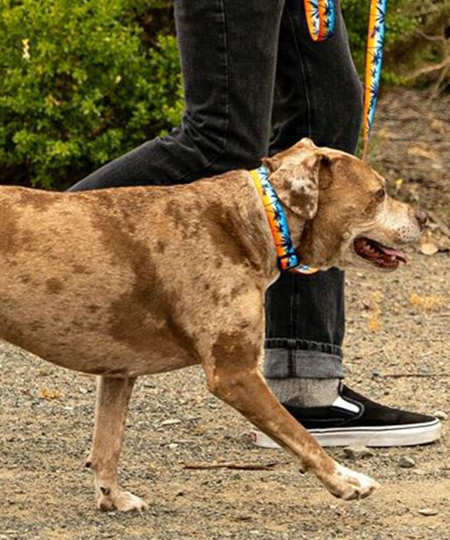 WOLFGANG ウルフギャング 犬用 首輪 SunsetPalms Collar Sサイズ 超小型犬用 小型犬用 サンセットパームス カラー ブルー×オレンジ WC-001-86(BL-S)