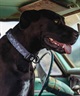 WOLFGANG ウルフギャング 犬用 首輪 WolfMountain Collar Mサイズ 小型犬用 中型犬用 ウルフマウンテン カラー グレー系 WC-002-83(GY-M)