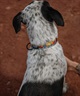 WOLFGANG/ウルフギャング 犬用 首輪 PackLeader Collar Mサイズ WC-002-84(YE-M)