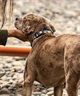WOLFGANG ウルフギャング 犬用 首輪 SunsetPalms Collar Lサイズ 中型犬用 大型犬用 サンセットパームス カラー ブルー×オレンジ WC-003-86(BL-L)