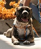 WOLFGANG ウルフギャング 犬用 ハーネス SunsetPalms Harness Mサイズ 小型犬用 中型犬用 胴輪 サンセットパームス ブルー×オレンジ WH-002-86(BL-M)