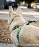 WOLFGANG ウルフギャング 犬用 ハーネス WolfMountain Harness Lサイズ 中型犬用 大型犬用 胴輪 ウルフマウンテン グレー系 WH-003-83(GY-L)