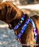 WOLFGANG ウルフギャング 犬用 ハーネス SunsetPalms Harness Lサイズ 中型犬用 大型犬用 胴輪 サンセットパームス ブルー×オレンジ WH-003-86(BL-L)