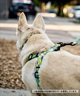 WOLFGANG ウルフギャング 犬用 ハーネス SunsetPalms Harness Lサイズ 中型犬用 大型犬用 胴輪 サンセットパームス ブルー×オレンジ WH-003-86(BL-L)