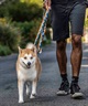 WOLFGANG ウルフギャング 犬用 リード SunsetPalms Leash Mサイズ 中型犬用 大型犬用 サンセットパームス リーシュ ブルー×オレンジ WL-002-86(BL-M)