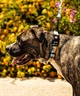 WOLFGANG ウルフギャング 犬用 リード SunsetPalms Leash Mサイズ 中型犬用 大型犬用 サンセットパームス リーシュ ブルー×オレンジ WL-002-86(BL-M)