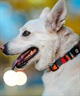WOLFGANG ウルフギャング 犬用 首輪 ShatterShapes Collar Sサイズ 超小型犬用 小型犬用 シャッターシェイプス カラー マルチカラー WC-001-105(MULTI-S)