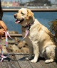 WOLFGANG ウルフギャング 犬用 首輪 DigiFloral Collar Lサイズ 中型犬用 大型犬用 デジフローラル カラー ピンク系 WC-003-96(PK-L)