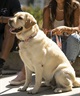WOLFGANG ウルフギャング 犬用 首輪 DigiFloral Collar Lサイズ 中型犬用 大型犬用 デジフローラル カラー ピンク系 WC-003-96(PK-L)