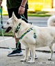 WOLFGANG ウルフギャング 犬用 ハーネス DigiFloral Harness Sサイズ 超小型犬用 小型犬用 胴輪 デジフローラル ピンク系 WH-001-96(PK-S)