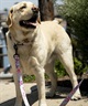 WOLFGANG ウルフギャング 犬用 リード DigiFloral Leash Sサイズ 小型犬用 デジフローラル リーシュ ピンク系 WL-001-96(PK-S)