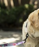 WOLFGANG ウルフギャング 犬用 リード DigiFloral Leash Sサイズ 小型犬用 デジフローラル リーシュ ピンク系 WL-001-96(PK-S)