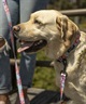 WOLFGANG ウルフギャング 犬用 リード DigiFloral Leash Mサイズ 中型犬用 大型犬用 デジフローラル リーシュ ピンク系 WL-002-96(PK-M)