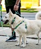 WOLFGANG ウルフギャング 犬用 ハーネス ModernCanvas Harness Lサイズ 中型犬用 大型犬用 胴輪 モダンキャンバス グリーン系 WH-003-103(GR-L)