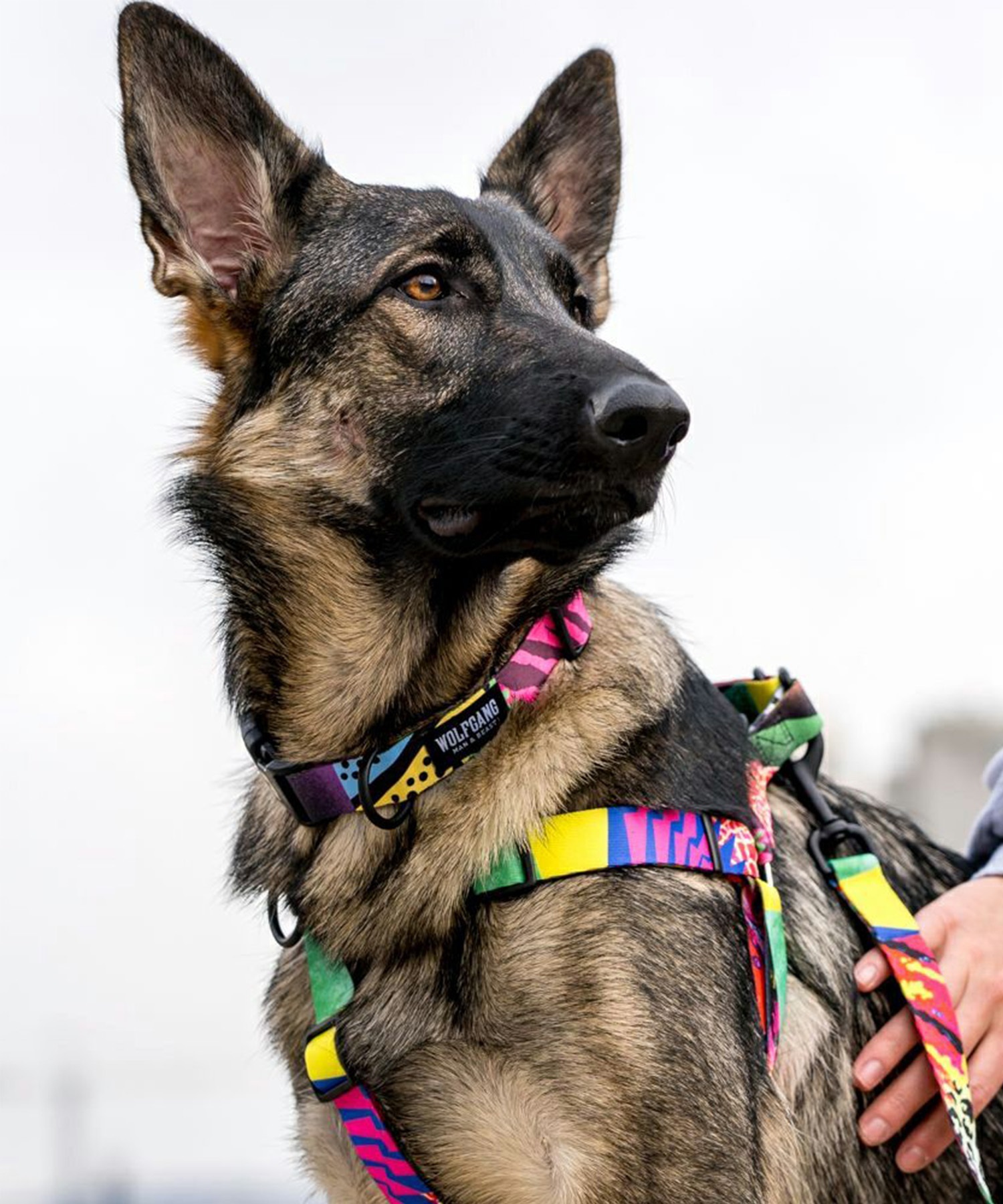 WOLFGANG ウルフギャング 犬用 首輪 RetroFit COLLAR Sサイズ 超小型犬用 小型犬用 レトロフィット カラー マルチカラー WC-001-78(MULTI-S)