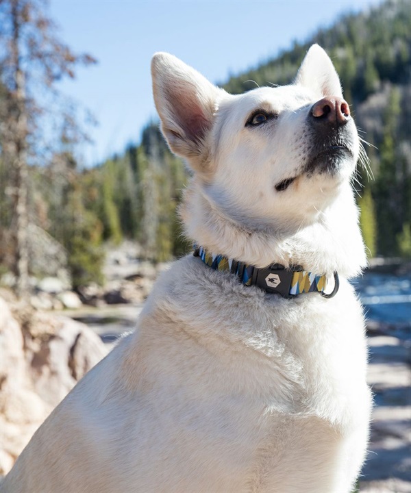 WOLFGANG ウルフギャング 犬用 首輪 GrandView COLLAR Lサイズ 中型犬用 大型犬用 グランドビュー カラー マルチカラー WC-003-02