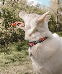 WOLFGANG ウルフギャング 犬用 首輪 DarkFloral COLLAR Lサイズ 中型犬用 大型犬用 ダークフローラル カラー 花柄 ブラック WC-003-00(BK-L)