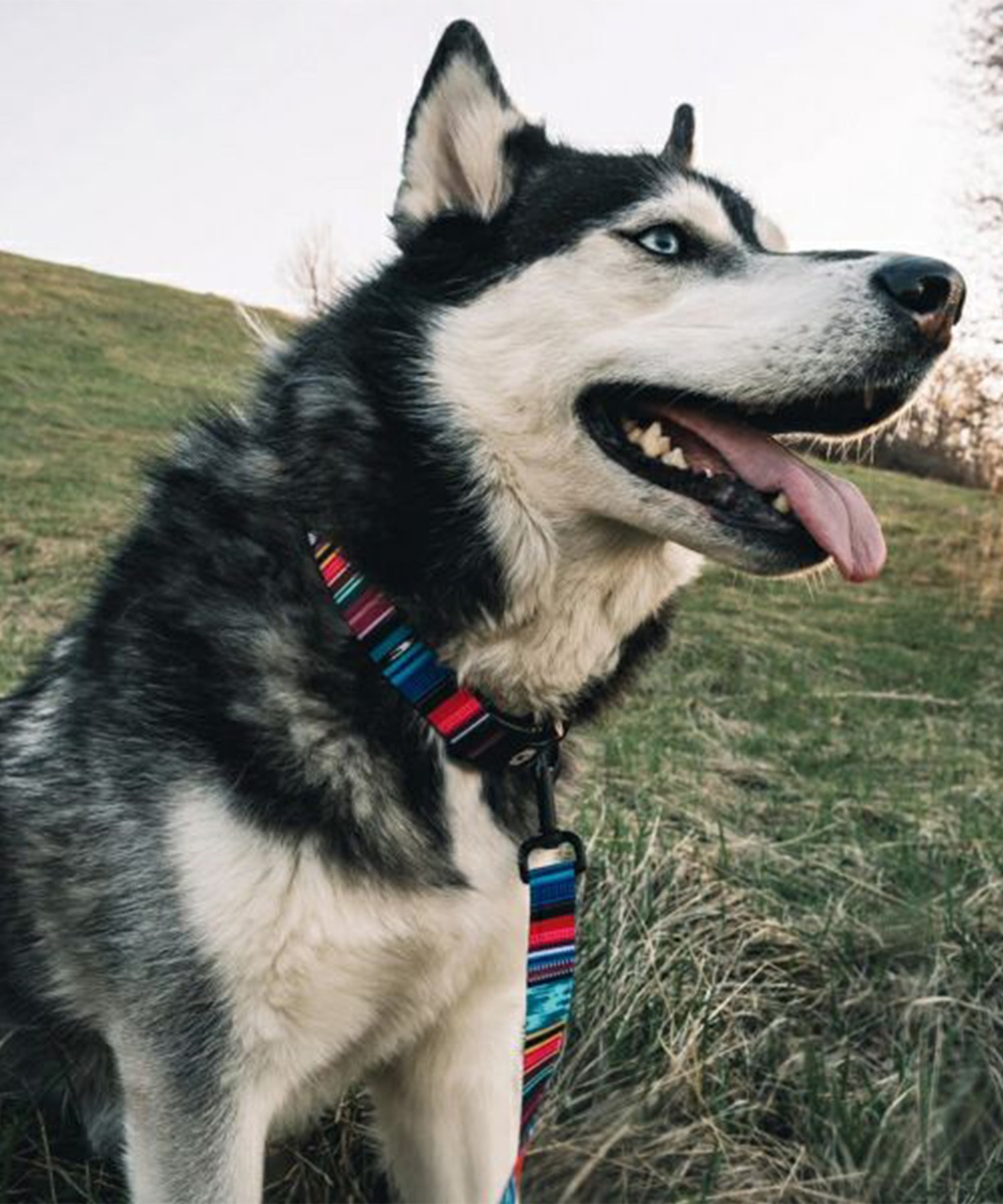 WOLFGANG ウルフギャング 犬用 首輪 Quetzal COLLAR Lサイズ 中型犬用 大型犬用 ケツァール カラー マルチカラー WC-003-07(MULTI-L)