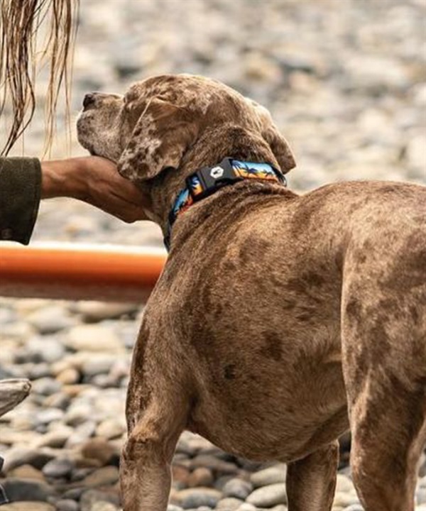 WOLFGANG ウルフギャング 犬用 首輪 SunsetPalms Collar Sサイズ 超小型犬用 小型犬用 サンセットパームス カラー ブルー×オレンジ WC-001-86