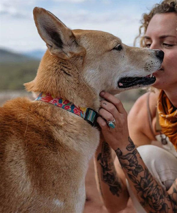 WOLFGANG/ウルフギャング 犬用 首輪 PackLeader Collar Mサイズ WC-002-84