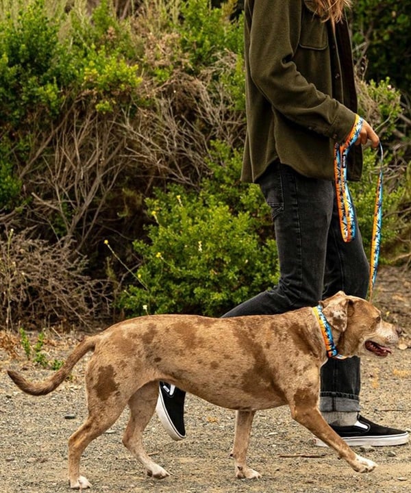 WOLFGANG ウルフギャング 犬用 リード SunsetPalms Leash Mサイズ 中型犬用 大型犬用 サンセットパームス リーシュ ブルー×オレンジ WL-002-86