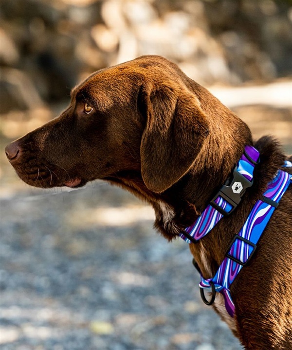 WOLFGANG ウルフギャング 犬用 首輪 MarbleWave Collar Mサイズ 小型犬用 中型犬用 マーブルウェイブ カラー ブルー系 WC-002-102