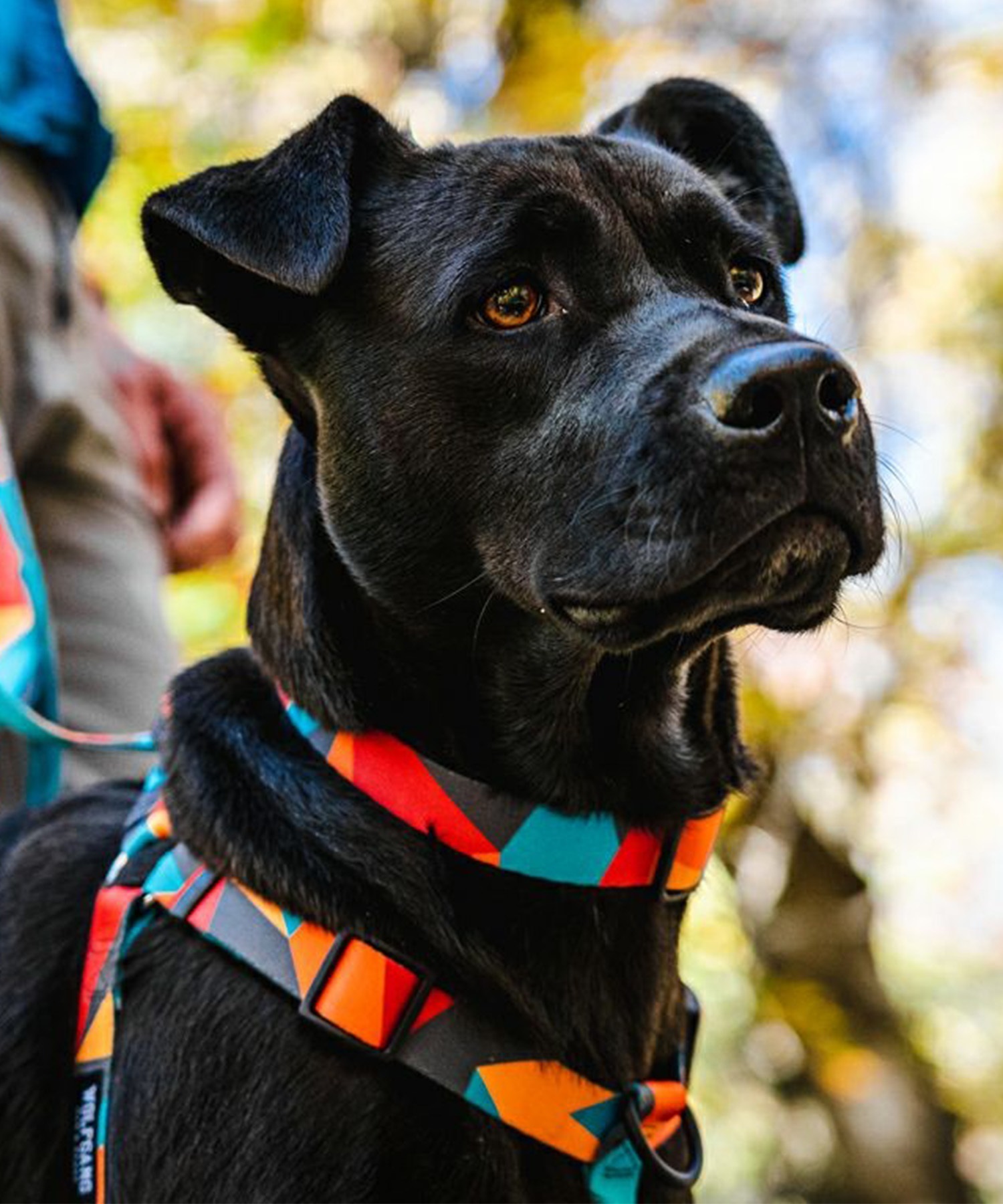 WOLFGANG ウルフギャング 犬用 首輪 ShatterShapes Collar Mサイズ 小型犬用 中型犬用 シャッターシェイプス カラー マルチカラー WC-002-105(MULTI-M)