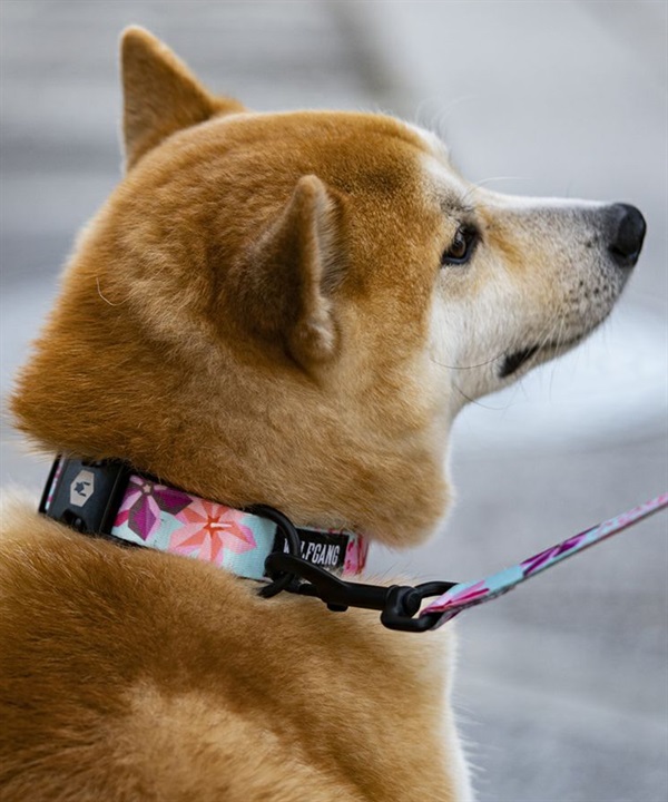 WOLFGANG ウルフギャング 犬用 首輪 DigiFloral Collar Mサイズ 小型犬用 中型犬用 デジフローラル カラー ピンク系 WC-002-96