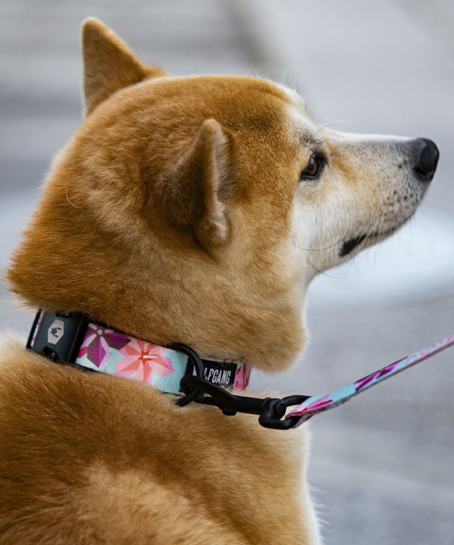 WOLFGANG ウルフギャング 犬用 首輪 DigiFloral Collar Mサイズ 小型犬用 中型犬用 デジフローラル カラー ピンク系 WC-002-96(PK-M)