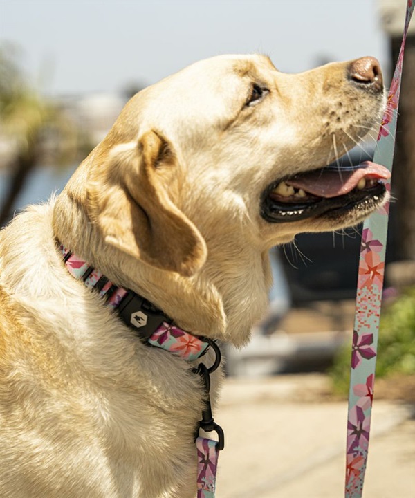 WOLFGANG ウルフギャング 犬用 首輪 DigiFloral Collar Lサイズ 中型犬用 大型犬用 デジフローラル カラー ピンク系 WC-003-96