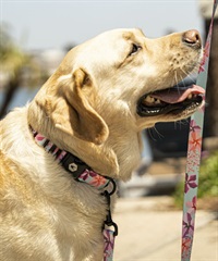WOLFGANG ウルフギャング 犬用 首輪 DigiFloral Collar Lサイズ 中型犬用 大型犬用 デジフローラル カラー ピンク系 WC-003-96