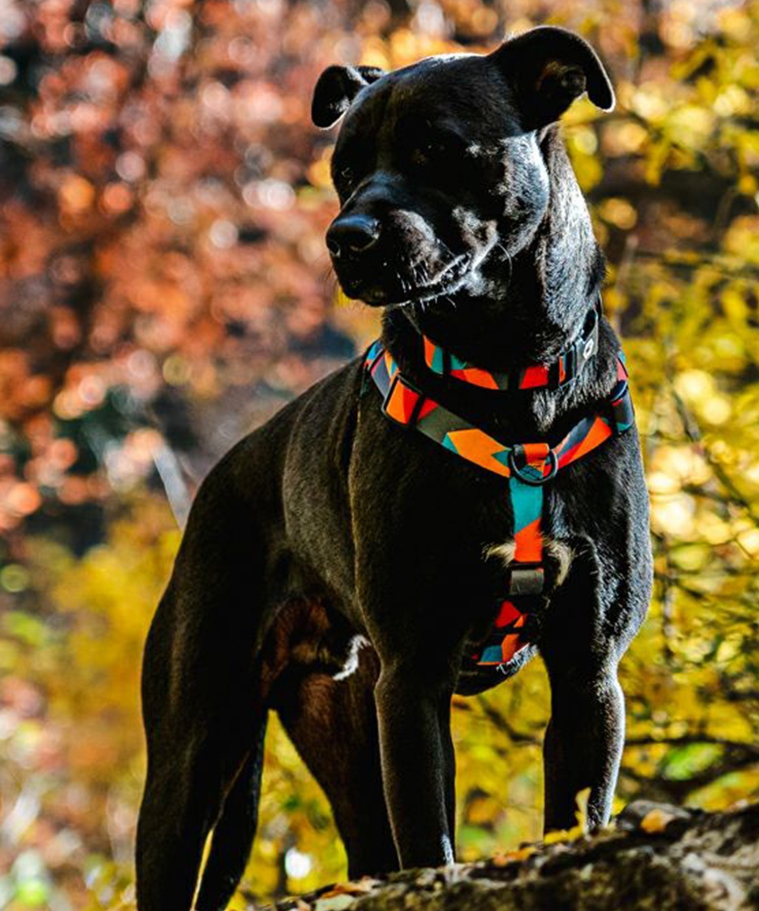 WOLFGANG ウルフギャング 犬用 ハーネス ShatterShapes Harness L