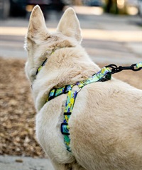 WOLFGANG ウルフギャング 犬用 ハーネス ModernCanvas Harness Mサイズ 小型犬用 中型犬用 胴輪 モダンキャンバス グリーン系 WH-002-103