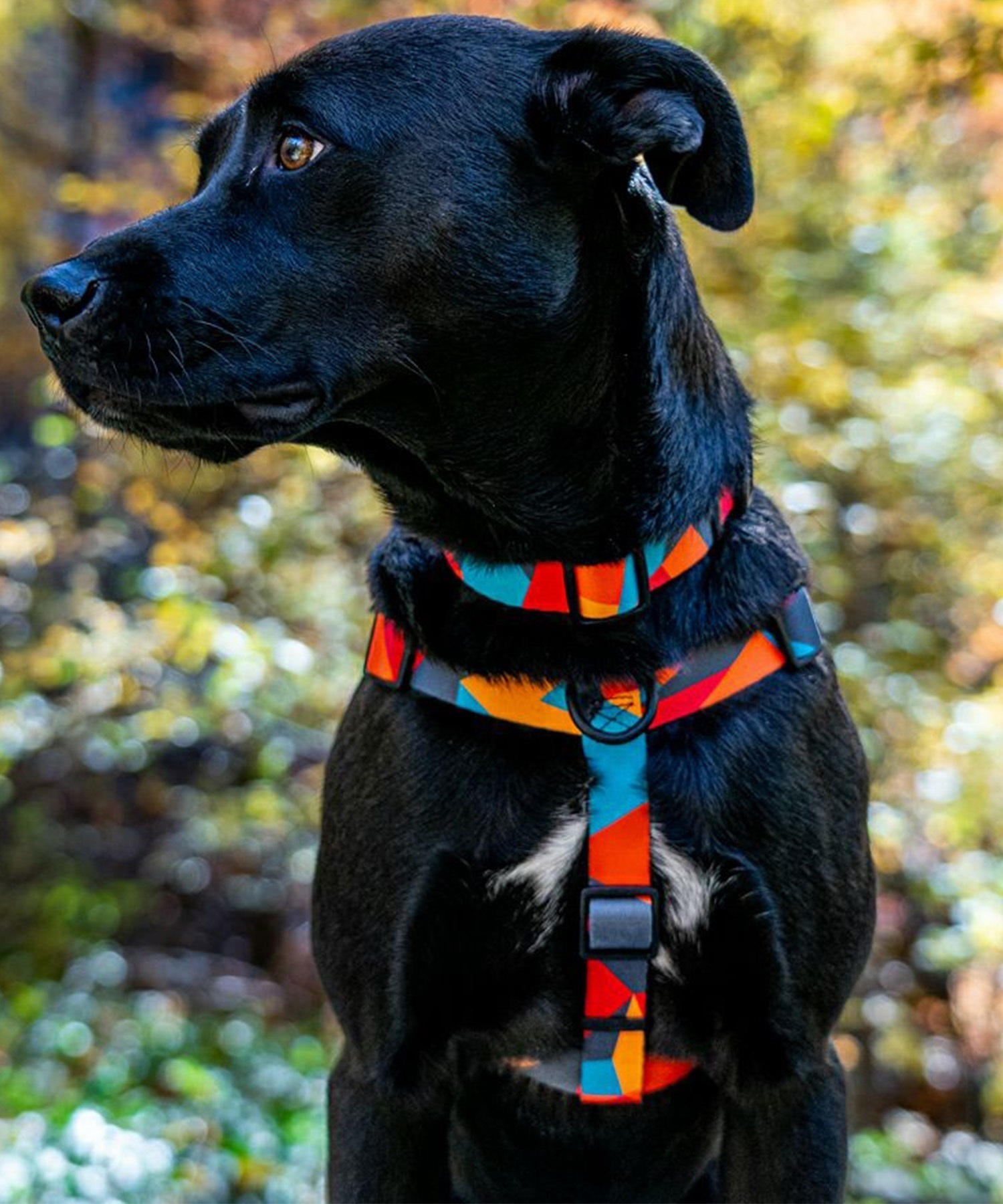 WOLFGANG ウルフギャング 犬用 ハーネス ShatterShapes Harness XLサイズ 大型犬用 胴輪 シャッターシェイプス マルチカラー WH-004-105(MULTI-XL)
