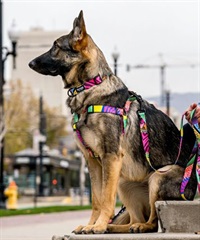 WOLFGANG ウルフギャング 犬用 ハーネス RetroFit HARNESS XLサイズ 大型犬用 胴輪 レトロフィット マルチカラー WH-004-78