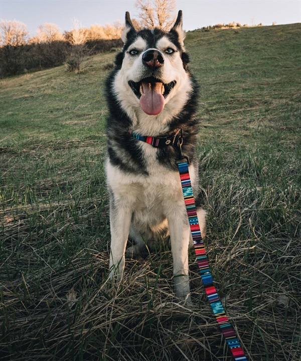 WOLFGANG ウルフギャング 犬用 リード Quetzal LEASH Lサイズ 中型犬用 大型犬用 ケツァール リーシュ マルチカラー WL-003-07